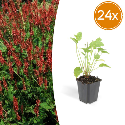 24x Persicaria amplexicaulis (10-25cm) - Rote Blütenähren