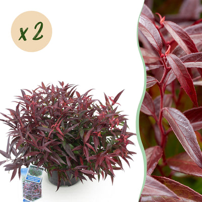 GreenboutiQ - Garden Plant - Leucothoe Burning Love - Red - 2 Plants - Evergreen - Low Maintenance - Pot 17cm Height 45cm