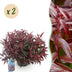 GreenboutiQ - Gartenpflanze - Leucothoe Burning Love - Rot - 2 Pflanzen - Immergrün - Wenig Pflege - Topf 17cm Höhe 45cm Bild 1