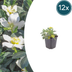 12x Lenzrosen (Helleborus orientalis) - 10-25cm - Ø9cm Bild 1