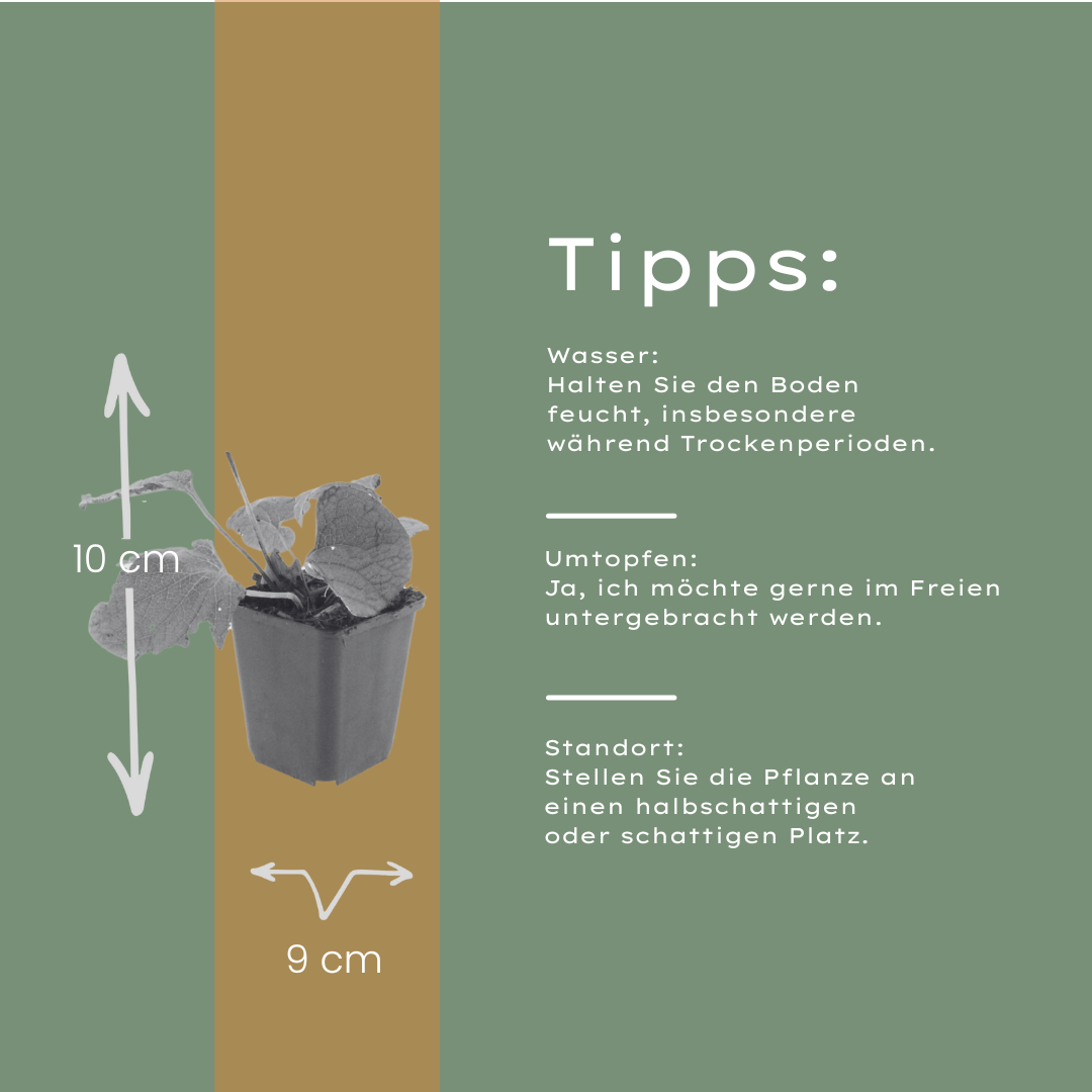 12x Brunnera macrophylla Herzblatt 'Kaukasisches Vergissmeinnicht'