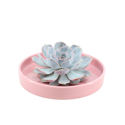 ROOTLESS Echeveria Lilacina 'Rosa' Schale Ø20cm, Sukkulente ohne Wurzeln