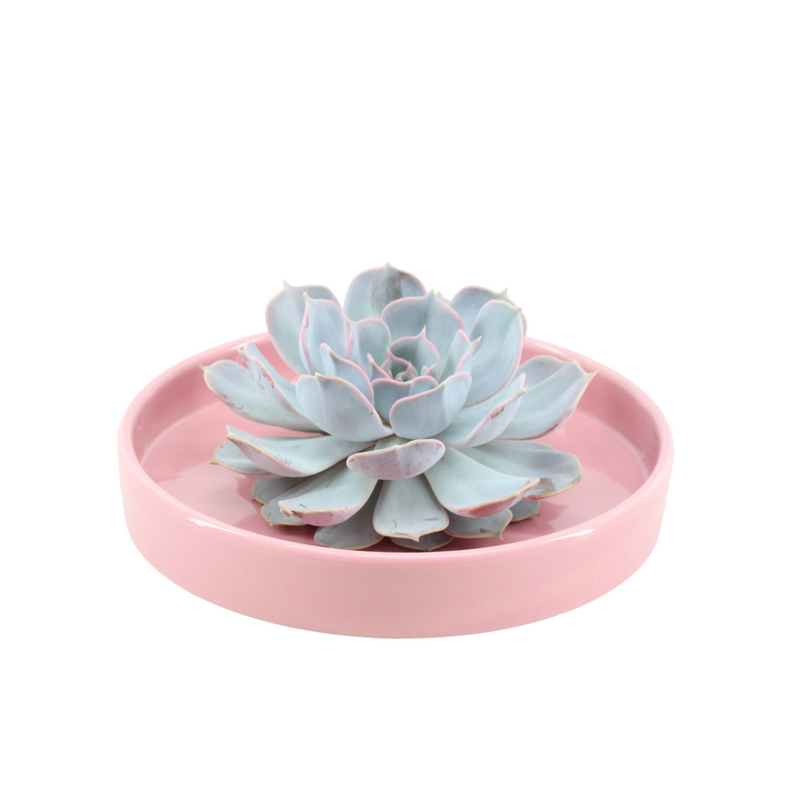 ROOTLESS Echeveria Lilacina 'Rosa' Schale Ø20cm, Sukkulente ohne Wurzeln