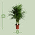 Dypsis Lutescens (Areca Palm) - Ø21cm - ↕100cm Bild 2