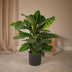 Calathea Zebrina (Pfauenpflanze) im 19cm Topf, 80cm hoch Bild 4