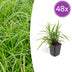 48x Carex morrowii 'Irish Green' - 10-25cm Höhe Bild 1
