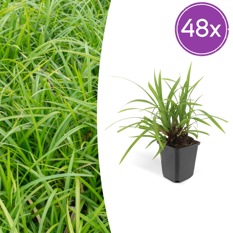 48x Carex morrowii 'Irish Green' - 10-25cm Höhe