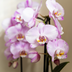 Rosa Niagara Falls Orchidee im hellrosa Horizon Übertopf Ø12cm Bild 3