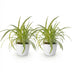 Spider Plant 'Variegatum' - 2 plants with white pot Bild 2