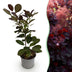 Cotinus coggygria Royal Purple - Lila Blattstrauch - 1 Pflanze Bild 1