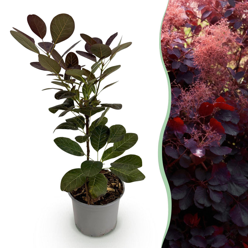 Cotinus coggygria Royal Purple - Lila Blattstrauch - 1 Pflanze