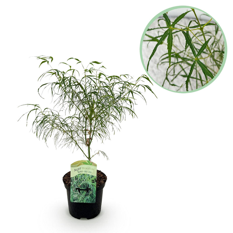 Japanischer Ahorn Koto-no-ito: Grün, 70cm, Topf 19cm