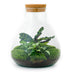 Bottle Garden DIY Set Sammie with Plants & Accessories, 26 cm Bild 2