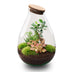 Flaschengarten Drop XL: Autarkes Biotop mit Pflanzen Bild 1