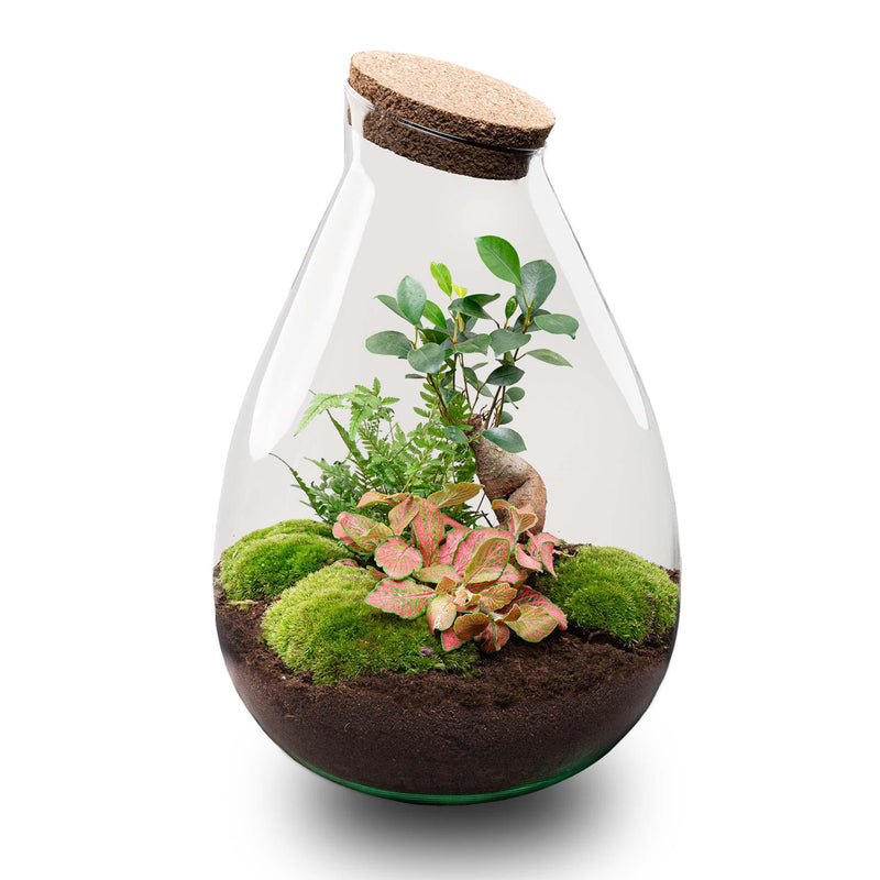 Flaschengarten Drop XL: Autarkes Biotop mit Pflanzen