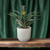 Exotic Pineapple Plant (Bromelia) – Tropical Flair for Your Home, 30cm Bild 3