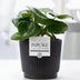 Peperomia Raindrop im mattschwarzen P&PURE Liv Keramiktopf Bild 2