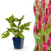 Green boutiQ - Perennial - Persicaria amplexicaulis - Knotweed - Bee and Butterfly Attractors - Red - 6 Plants - Pot 11cm - Height 15-25cm Bild 12