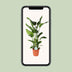 Strelitzia Nicolai (Giant White Bird of Paradise) - Ø24cm, 110cm high Bild 5