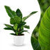 Philodendron Imperial Green Zimmerpflanze im weißen Übertopf (65cm) Bild 1