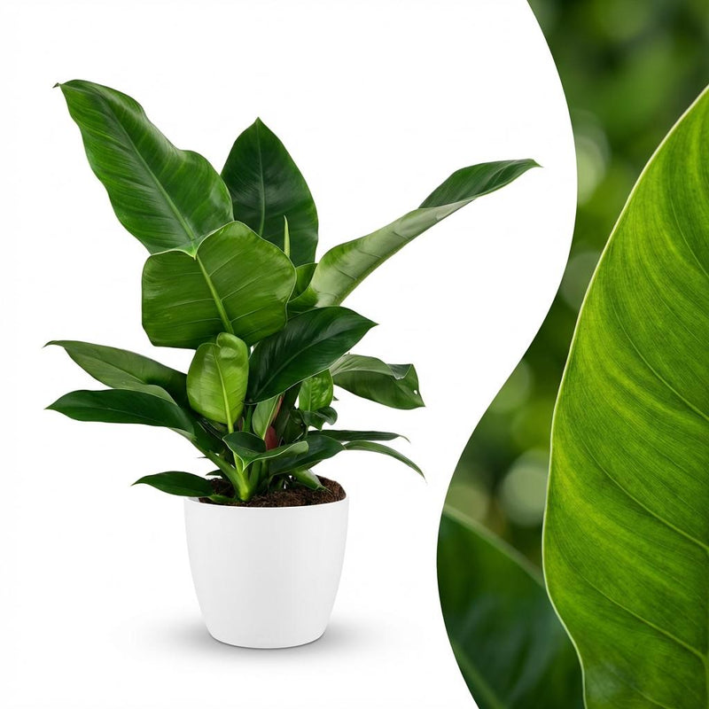 Philodendron Imperial Green Zimmerpflanze im weißen Übertopf (65cm)