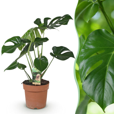 Monstera Deliciosa Fensterblatt - pflegeleicht, 70-80cm, Topf 21cm
