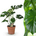 Monstera Deliciosa Fensterblatt - pflegeleicht, 70-80cm, Topf 21cm Bild 1