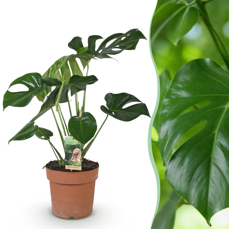 Monstera Deliciosa Fensterblatt - pflegeleicht, 70-80cm, Topf 21cm