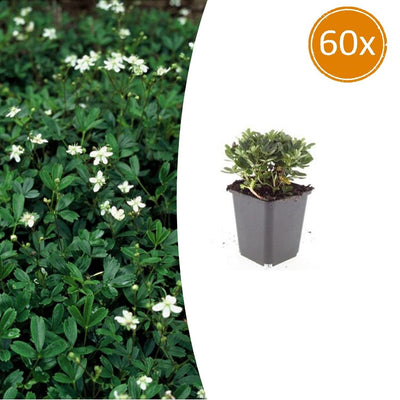 60x Potentilla tridentata 'Nuuk' - ↕10-25cm - Ø9cm