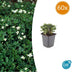 60x Potentilla tridentata 'Nuuk' - ↕10-25cm - Ø9cm Bild 1