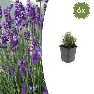 6x Lavendel 'Dwarf Blue' ↕10-25cm Ø9cm, duftende blaue Blüten