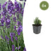 6x Lavendel 'Dwarf Blue' ↕10-25cm Ø9cm, duftende blaue Blüten Bild 1