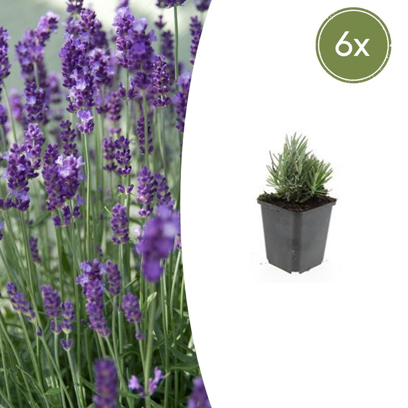 6x Lavendel 'Dwarf Blue' ↕10-25cm Ø9cm, duftende blaue Blüten