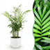 Goldpalme (Chamaedorea elegans) Topf 12cm, Haustierfreundlich, Höhe 15cm Bild 1