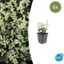 6x Euonymus fort. 'Harlequin' - ↕10-25cm - Ø9cm Bild 1