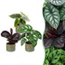 3x Baby Jungle Mix - Tropische Zimmerpflanzen - Ø6cm, ↕10-15cm Bild 1