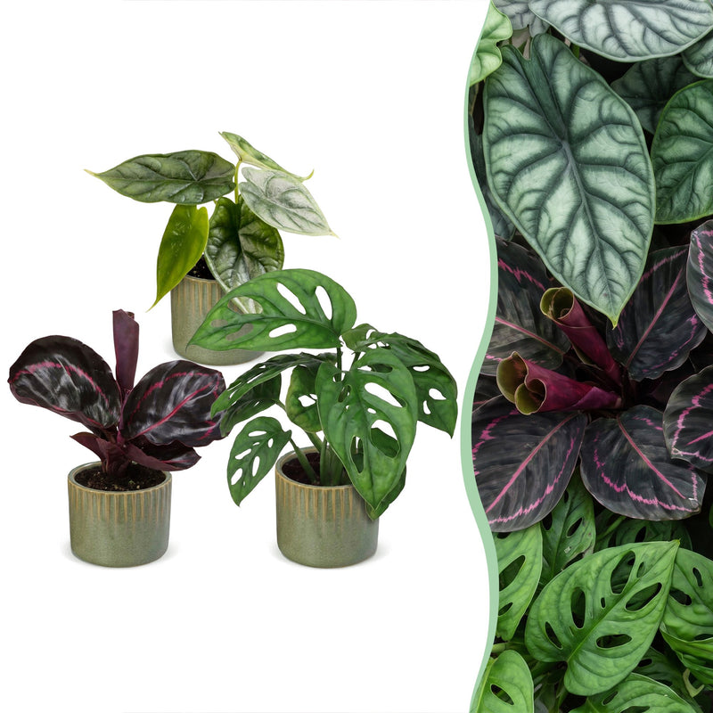3x Baby Jungle Mix - Tropische Zimmerpflanzen - Ø6cm, ↕10-15cm