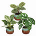 3x Baby Pflanzen Überraschungsbox Tropisch, Ø6cm Bild 2