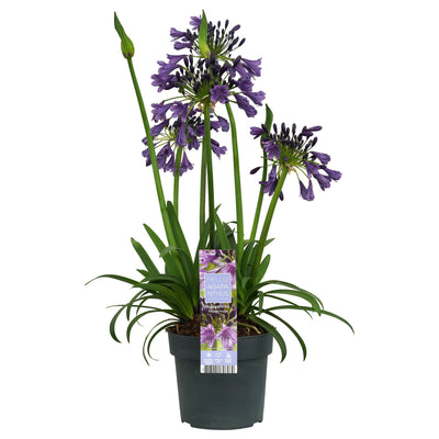 Agapanthus 'Poppin Purple' im 19cm Topf - Lila Blütenpracht