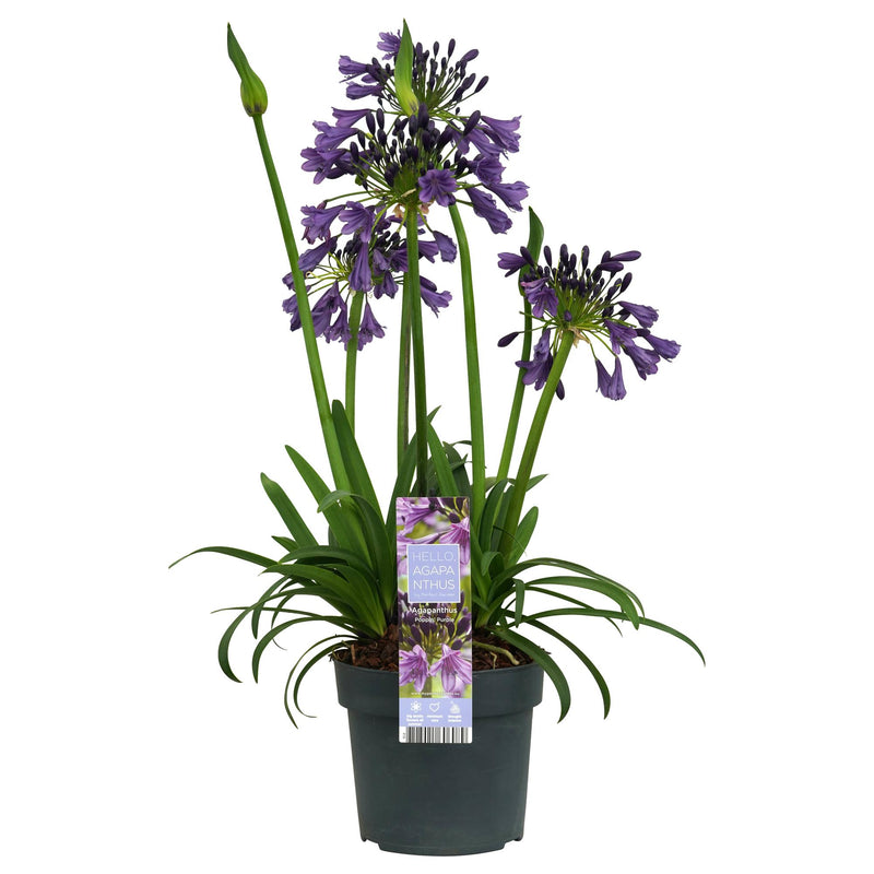 Agapanthus 'Poppin Purple' im 19cm Topf - Lila Blütenpracht