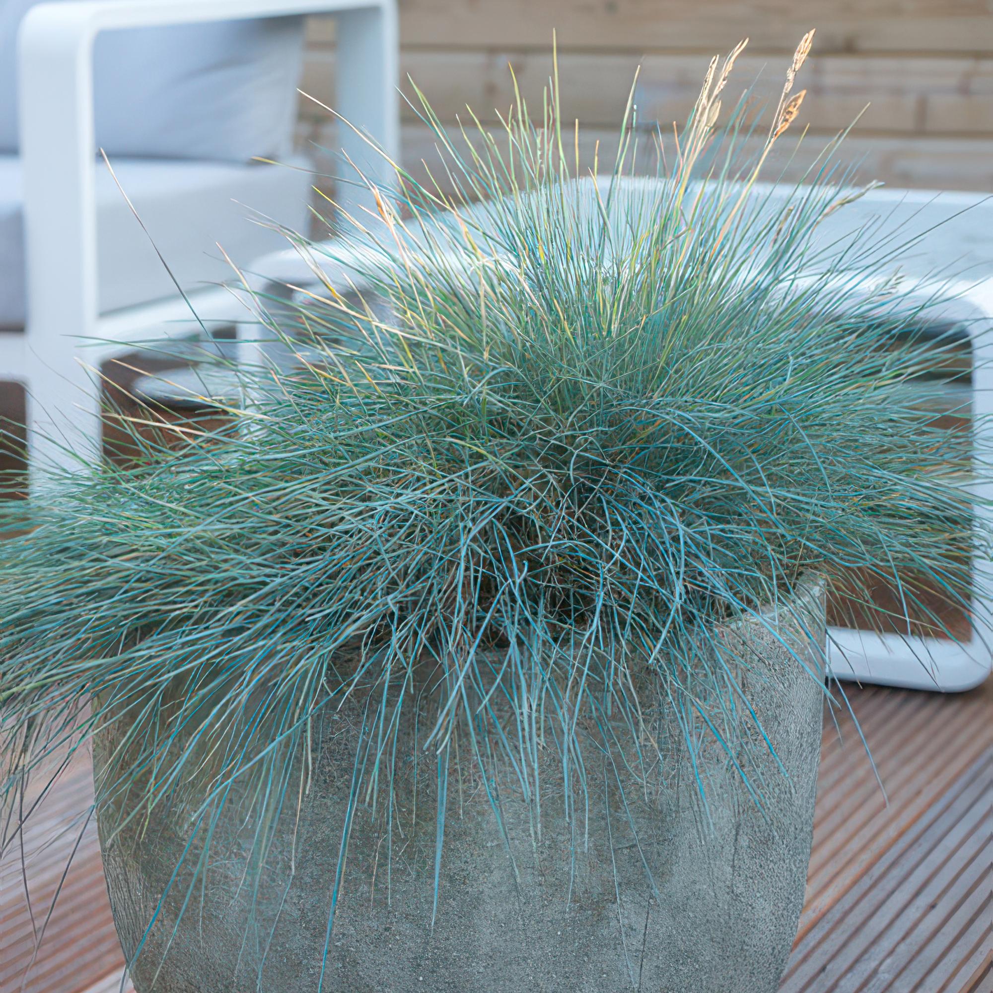 24x Festuca glauca 'Elijah Bleu' - ↕10-25cm - Ø9cm