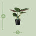 Alocasia Wentii Elefantenohr - Ø19cm - ↕70cm Bild 7