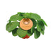 Pilea Peperomioides Zimmerpflanze Ø15cm - ↕30cm Bild 1