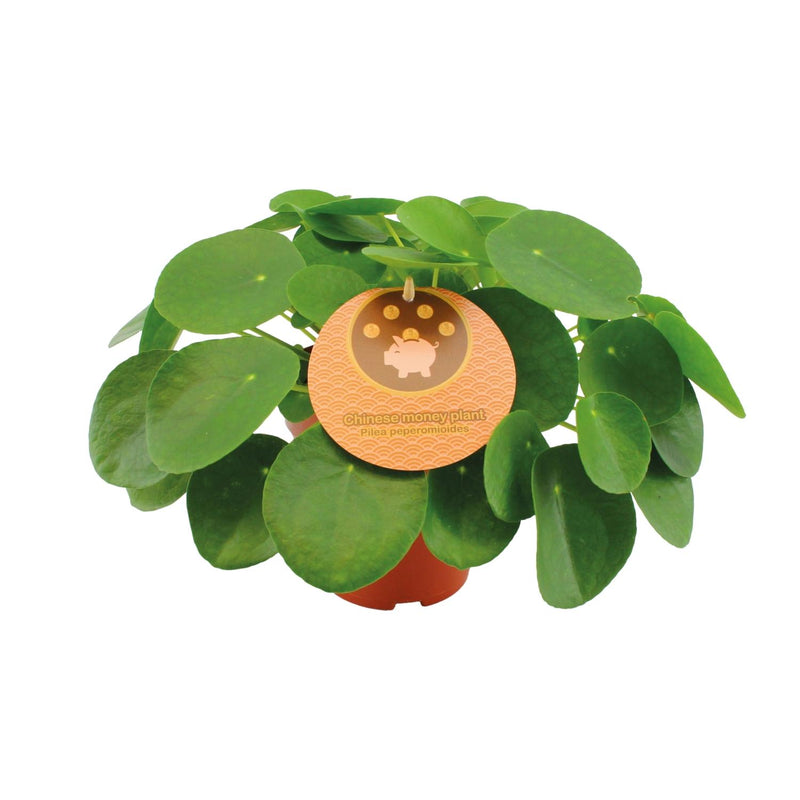 Pilea Peperomioides Zimmerpflanze Ø15cm - ↕30cm