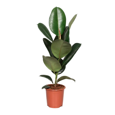 Ficus Elastica Robusta Gummibaum Ø17cm, ↕65cm