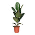 Ficus Elastica Robusta Gummibaum Ø17cm, ↕65cm Bild 1