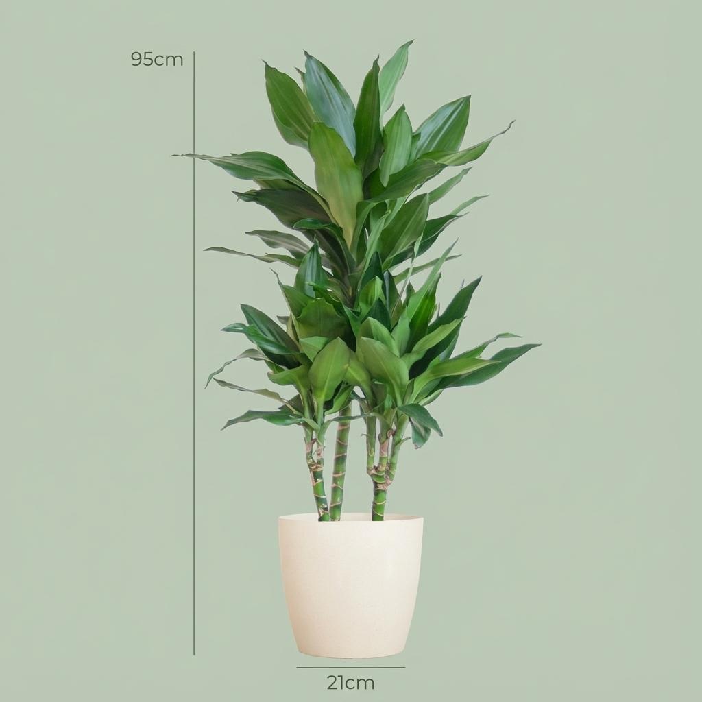 Dracaena Janet Lindt mit weißem Topf - 95cm - Ø21