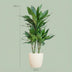 Dracaena Janet Lind, 95cm, mit Bio-Topf Bild 2