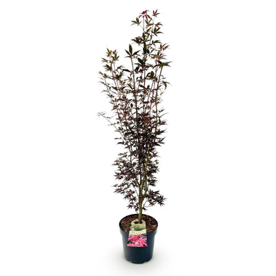 Japanischer Ahorn 'Skeeters Broom' - Rot, 90cm, Topf 26cm