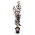 Japanischer Ahorn 'Skeeters Broom' - Rot, 90cm, Topf 26cm Bild 2